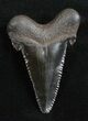Jet Black Angustiden Shark Tooth - Inches #3477-1